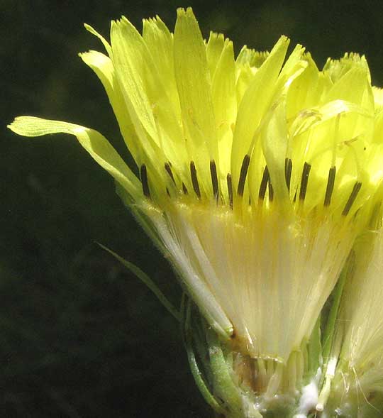 False Dandelion, PYRRHOPAPPUS CAROLINIANUS, cross-section of flower head