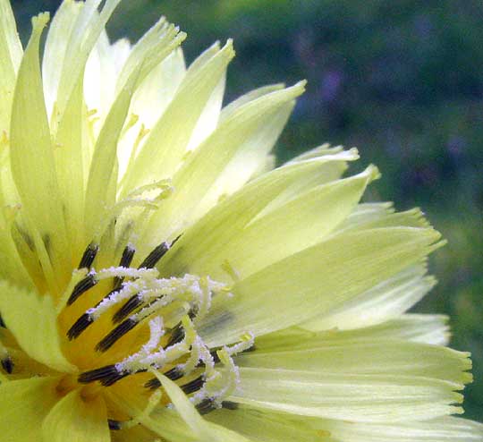 False Dandelion, PYRRHOPAPPUS CAROLINIANUS, flower head showing individual ray flowers