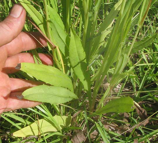 False Dandelion, PYRRHOPAPPUS CAROLINIANUS, basal leaves