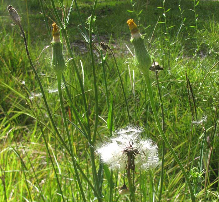 False Dandelion, PYRRHOPAPPUS CAROLINIANUS, closed flowering heads and fruiting head