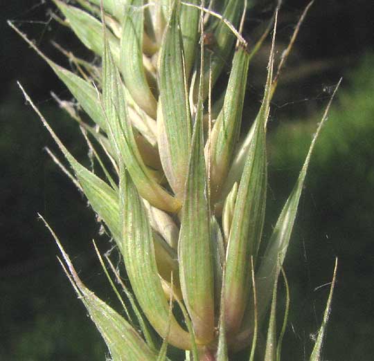Virginia Wild Rye, ELYMUS VIRGINICUS, close-up showing glumes in spikelets