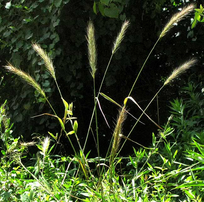 Virginia Wild Rye, ELYMUS VIRGINICUS