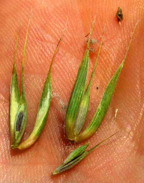 Virginia Wild Rye, ELYMUS VIRGINICUS, florets showing glumes