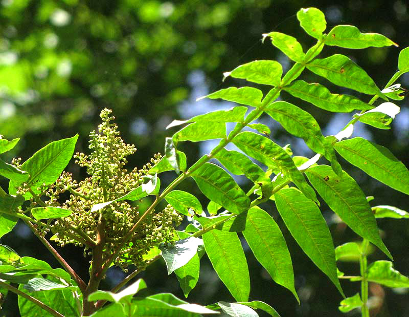 Winged or Shining Sumac, RHUS COPALLINA