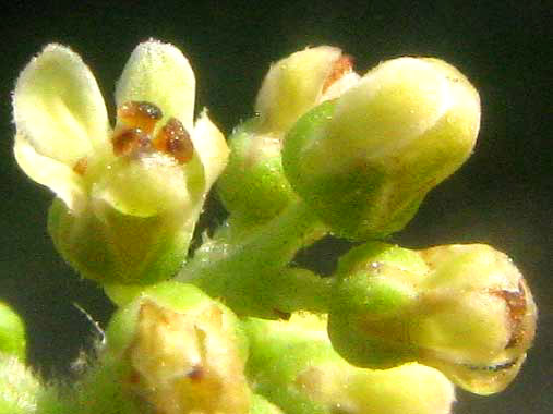 Winged or Shining Sumac, RHUS COPALLINA, pistillate flowers