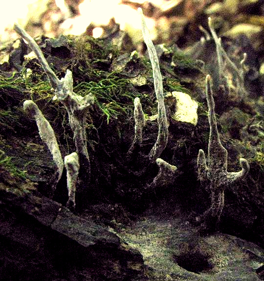 XYLARIA HYPOXYLON