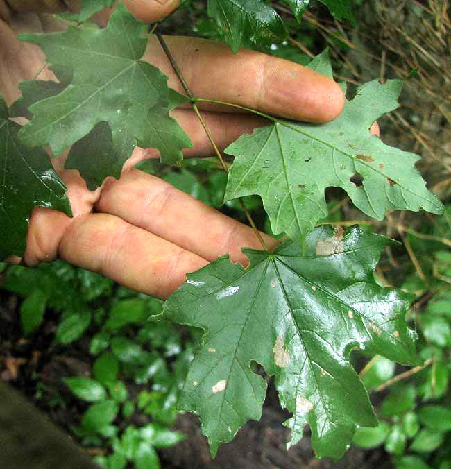 Southern Sugar Maple, ACER FLORIDANUM, leaves