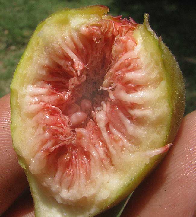Common Fig, Ficus carica, cross-section of fig showing flowers