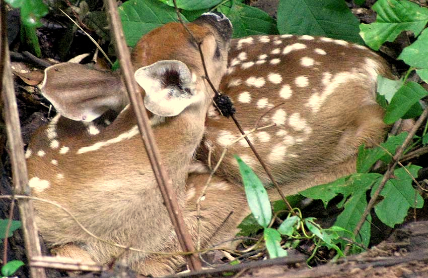 White-tailed Deer, ODOCOILEUS VIRGINIANUS, fawn