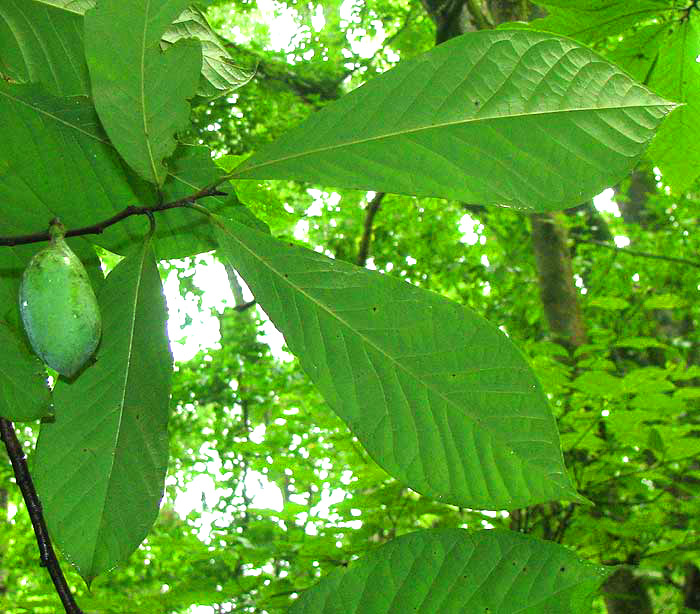 Small-flowered Pawpaw, ASIMINA PARVIFLORA, leaves and immature fruit