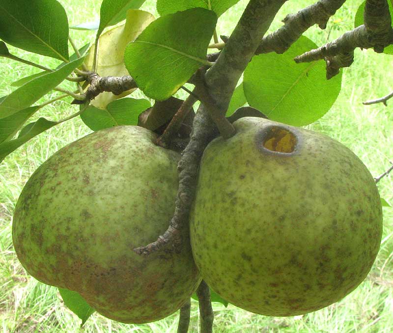 Pineapple Pear, PYRUS COMMUNIS x PYRIFOLIA