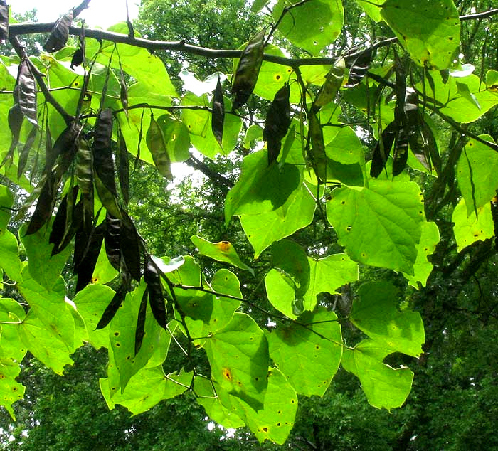 Eastern Redbud, CERCIS CANADENSIS, fruits