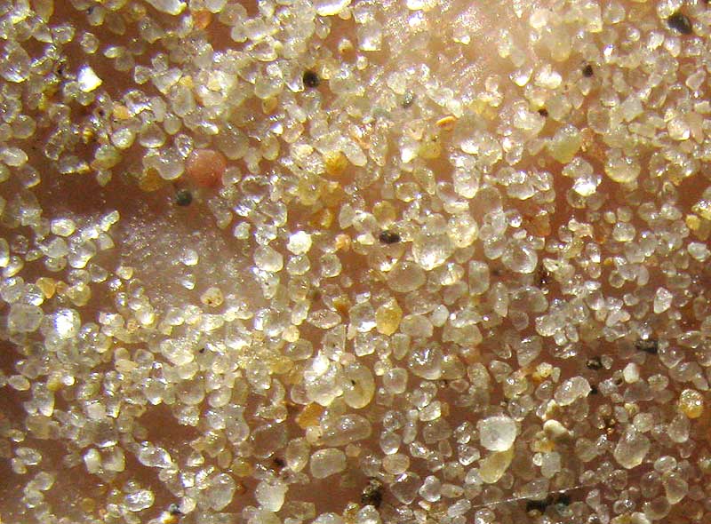 Citronelle Sand of Southwestern Mississippi