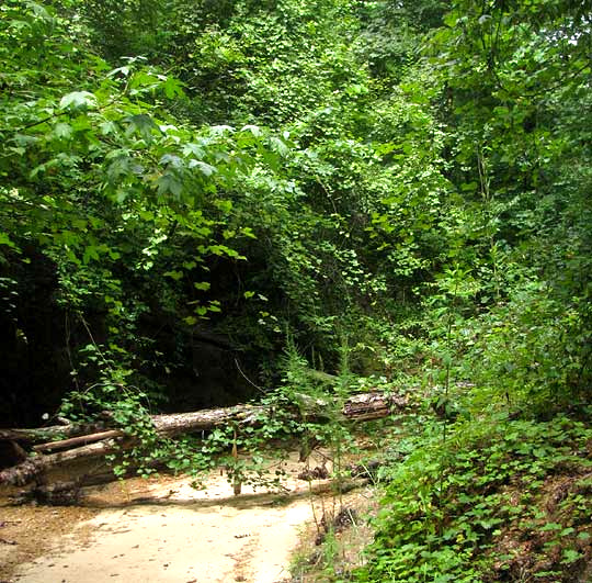 Muscadine Grapevine habitat