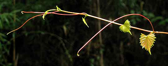 Muscadine, VITIS ROTUNDIFOLIA, tendrils