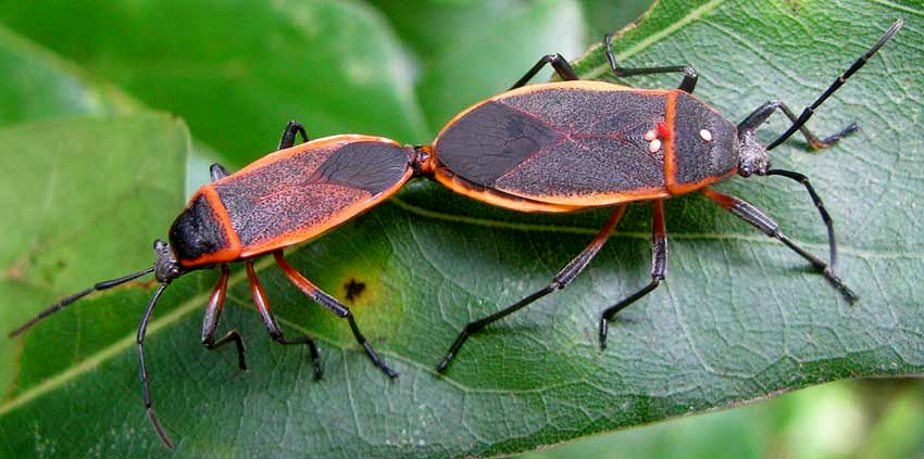 Largus Bug, probably Largus succinctus, mating, female with tachnid fly eggs and larva on back