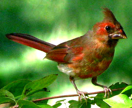 Northern Cardinal, CARDINALIS CARDINALIS, immature male