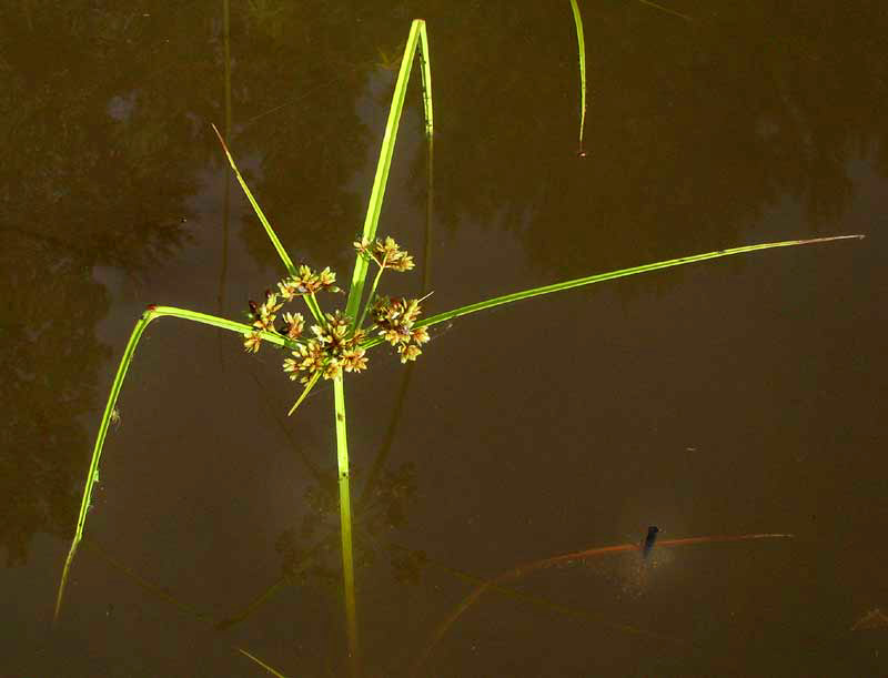 Green Flatsedge, CYPERUS VIRENS