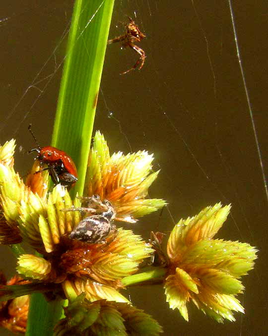 Green Flatsedge, CYPERUS VIRENS, spikelet head