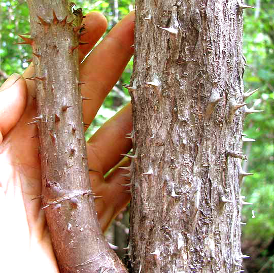 Devil's Walkingstick, ARALIA SPINOSA, spiny stem