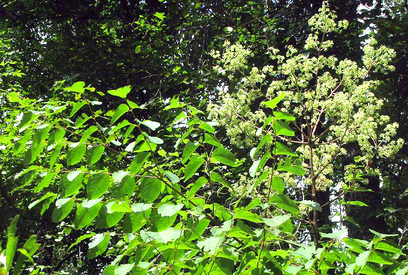 Devil's Walkingstick, ARALIA SPINOSA, leaves and flowers