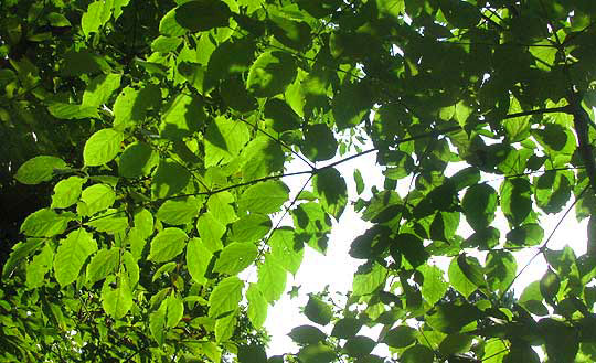 Devil's Walkingstick, ARALIA SPINOSA, leaf