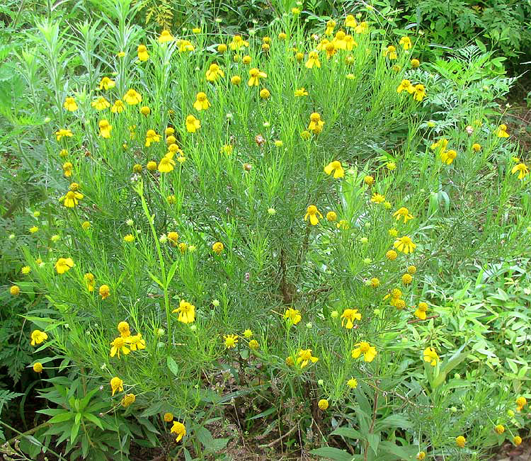 Bitter Sneezeweed, HELENIUM AMARUM