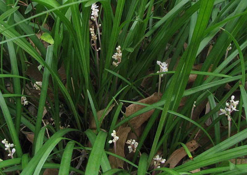 Lily Turf, LIRIOPE sp.