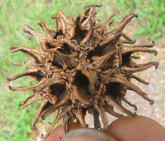 Sweetgum, LIQUIDAMBAR STYRACIFLUA, mature fruit ball