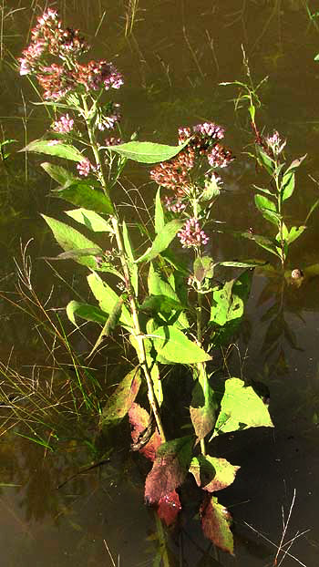 Camphorweed, PLUCHEA CAMPHORATA