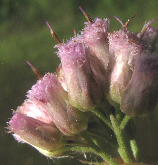Camphorweed, PLUCHEA CAMPHORATA, flowers