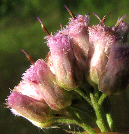 Camphorweed, PLUCHEA CAMPHORATA, flowers