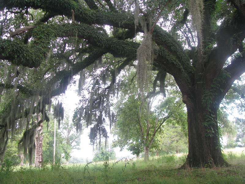 Live Oak, QUERCUS VIRGINIANA, tree