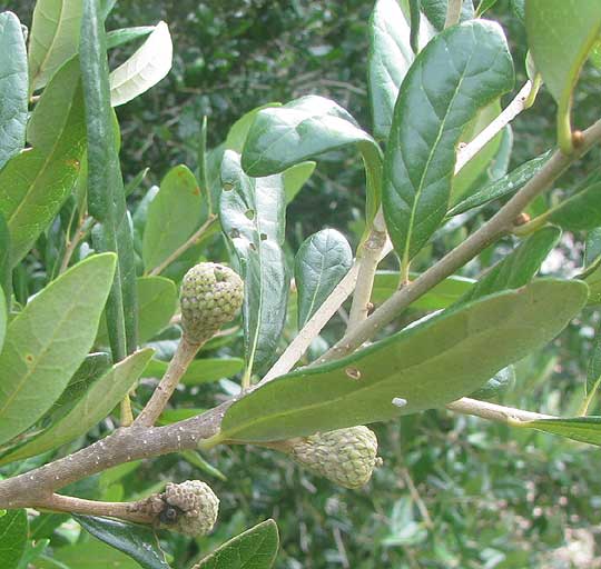 Live Oak, QUERCUS VIRGINIANA, leaves and immature acorns