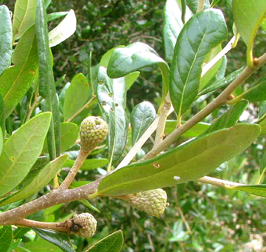 Live Oak, QUERCUS VIRGINIANA, leaves and immature acorns