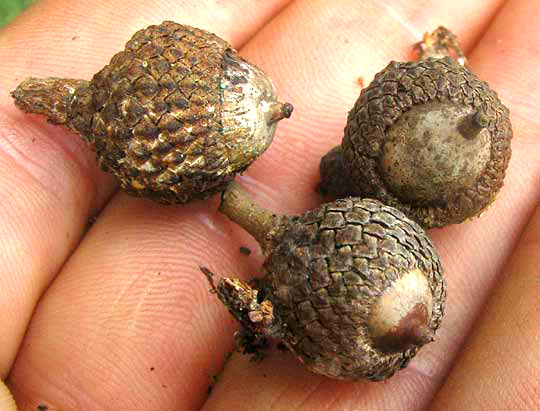 Live Oak, QUERCUS VIRGINIANA, mature acorns from below the tree