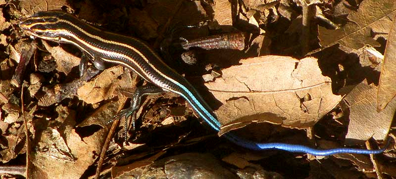 Five-lined Skink, PLESTIODON FASCIATUS, juvenile