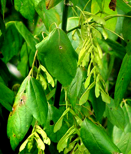 Boxelder tree, ACER NEGUNDO, fruits