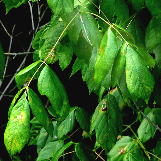 Boxelder tree, ACER NEGUNDO, compound leaves