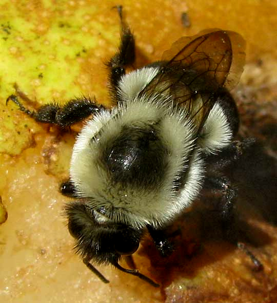 Bumble Bee in Mississippi