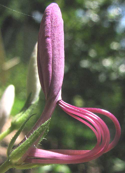 Spider Flower, CLEOME HASSLERIANA, flower unfolding