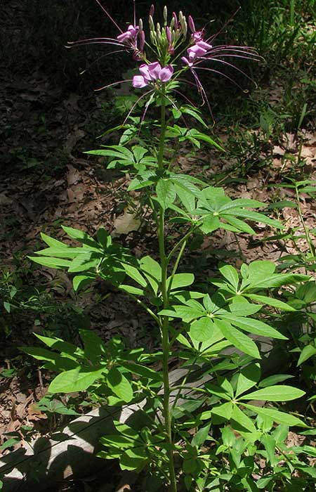 Spider Flower, CLEOME HASSLERIANA