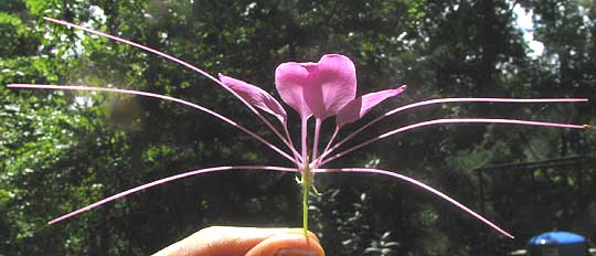 Spider Flower, CLEOME HASSLERIANA, flower