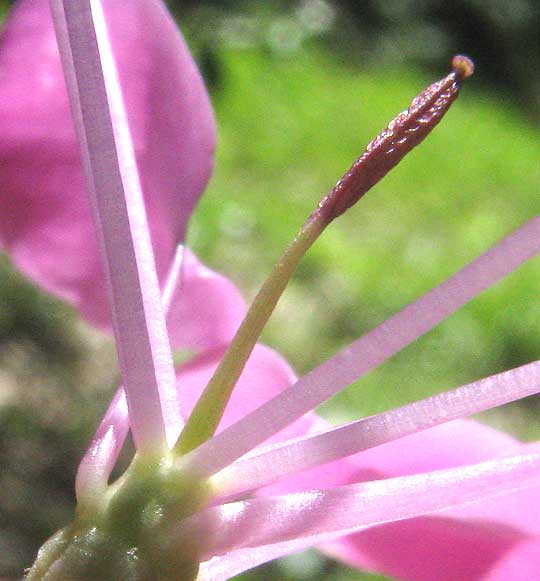 Spider Flower, CLEOME HASSLERIANA, flower showing gynopodium