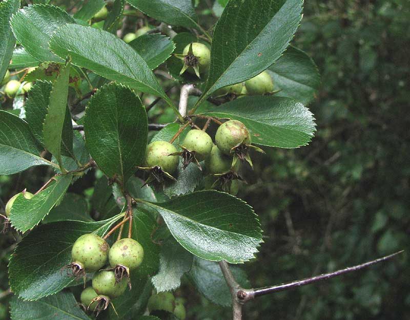 Cockspur Hawthorn, CRATAEGUS CRUS-GALLI, leaves and immature fruits