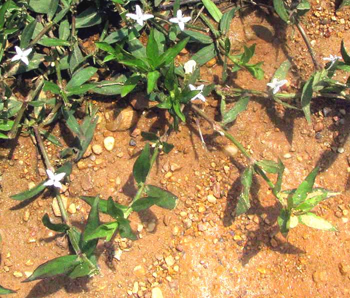 Virginia Buttonweed, DIODIA VIRGINIANA