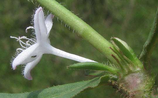 Virginia Buttonweed, DIODIA VIRGINIANA, flower and stipules