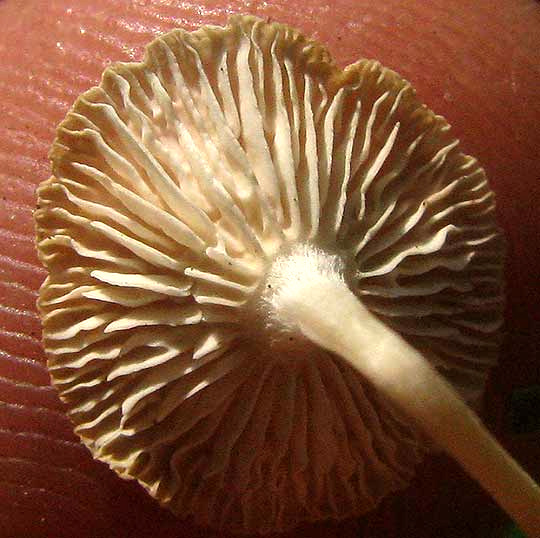 MARASMIUS DELECTANS, gills from below