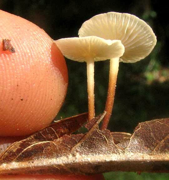 MARASMIUS DELECTANS