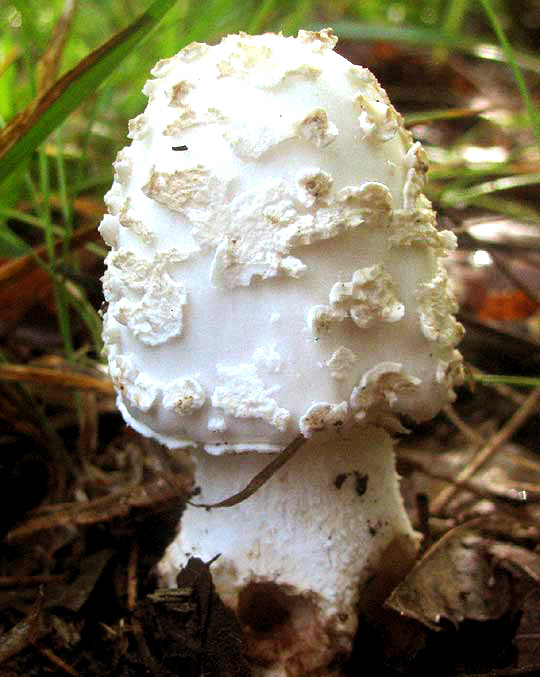 AMANITA COKERI